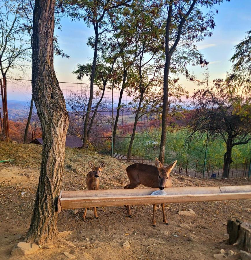 Casa David Villa Plai  Dış mekan fotoğraf