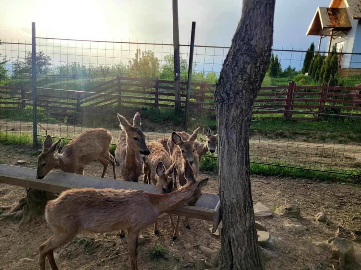 Casa David Villa Plai  Dış mekan fotoğraf