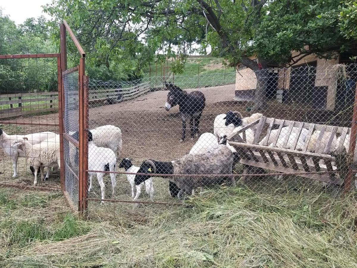 Casa David Villa Plai  Dış mekan fotoğraf