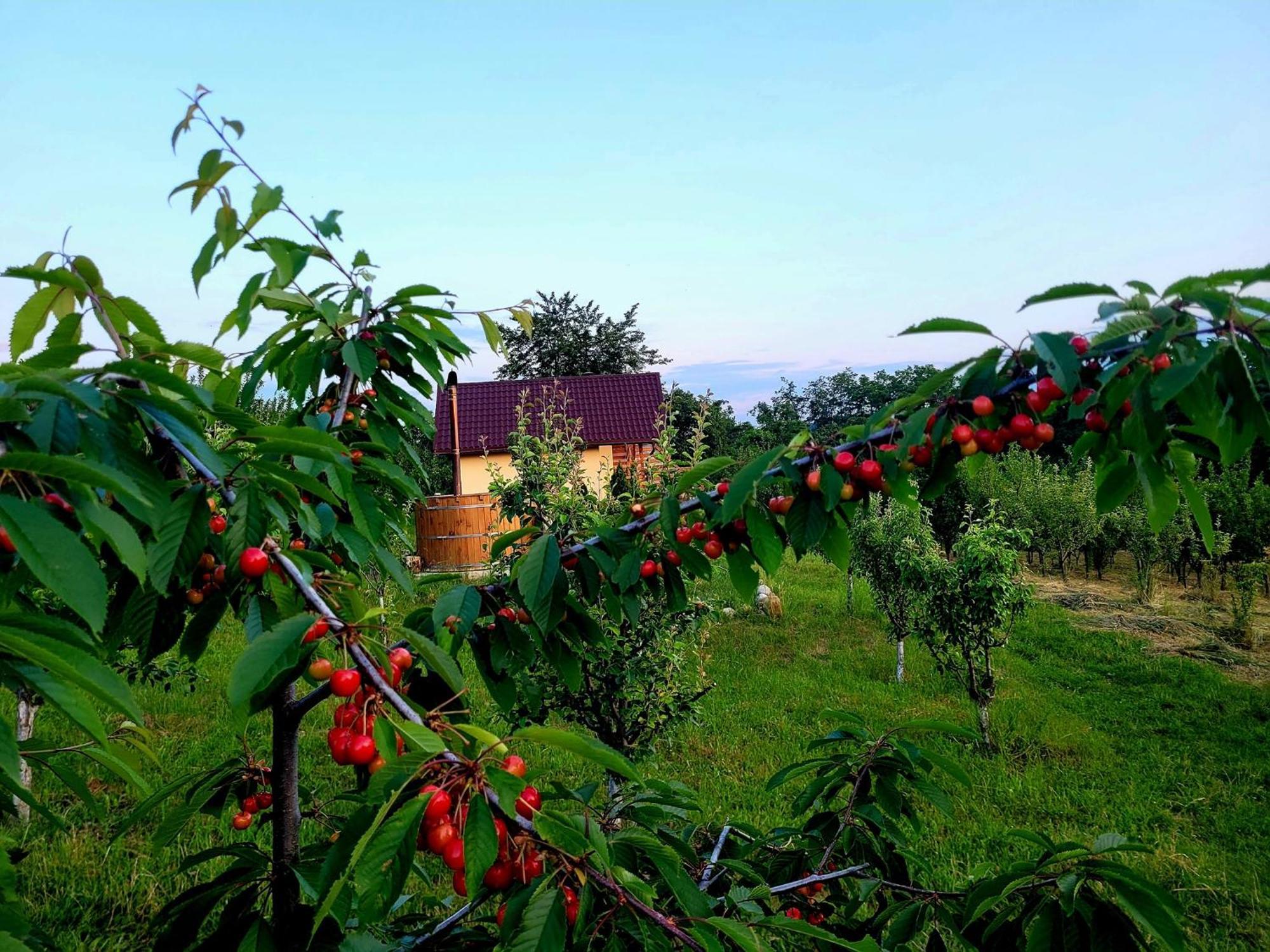 Casa David Villa Plai  Dış mekan fotoğraf